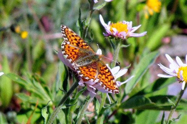 Photo of Boloria chariclea by Val George